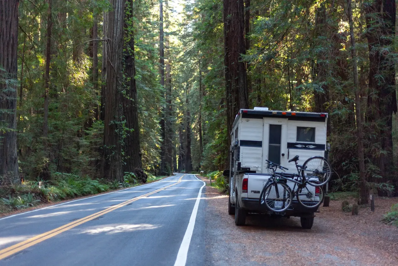 An RV with bicycles on the back parked on the side of a road through the redwood forest with towering trees that are a lush green. 